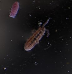 Isotomurus palustris