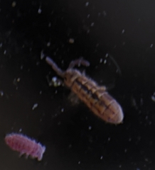 Isotomurus palustris