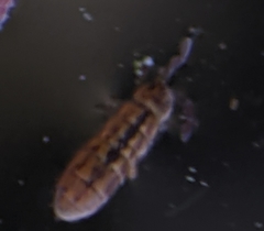 Isotomurus palustris