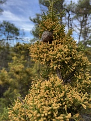 Cupressus goveniana