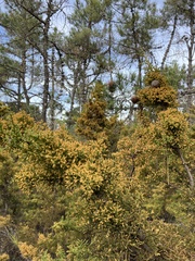 Cupressus goveniana