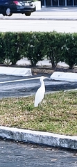 Bubulcus ibis image