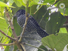 Thamnophilus tenuepunctatus