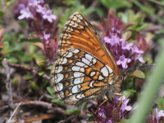 Melitaea varia