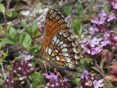 Melitaea varia