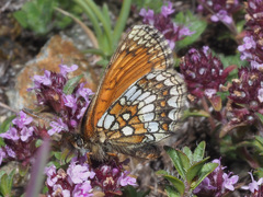 Melitaea varia