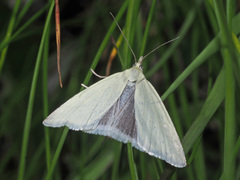 Udea rhododendronalis