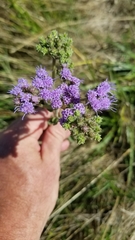 Chromolaena squarrulosa