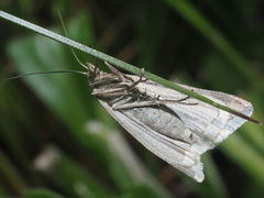 Udea rhododendronalis