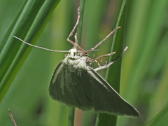 Udea rhododendronalis