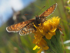 Melitaea varia