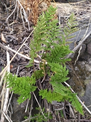 Myriopteris myriophylla