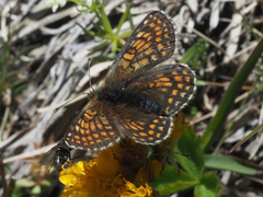 Melitaea varia