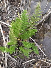 Myriopteris myriophylla