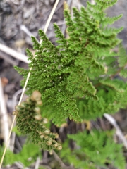 Myriopteris myriophylla