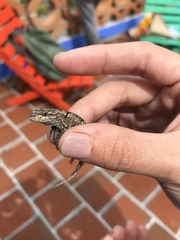 Sceloporus grammicus