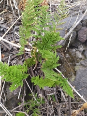 Myriopteris myriophylla