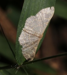 Idaea costiguttata