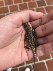 Sceloporus grammicus