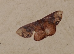 Metallaxis semipurpurascens