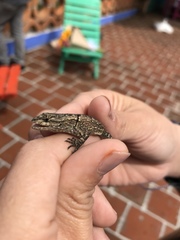 Sceloporus grammicus