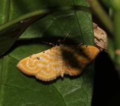 Notarcha aurolinealis