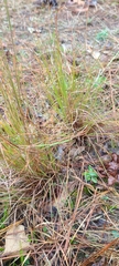 Schizachyrium tenerum