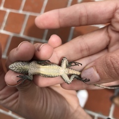 Sceloporus grammicus