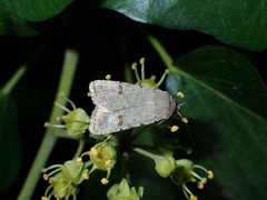 Caradrina kadenii