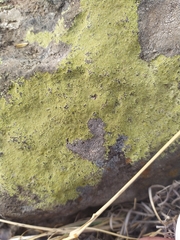 Chrysothrix candelaris