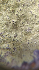 Chrysothrix candelaris