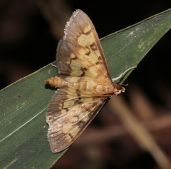 Bocchoris aptalis