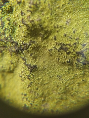 Chrysothrix candelaris