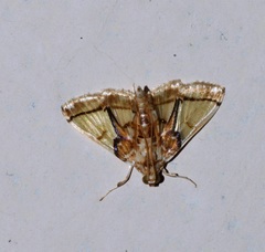 Didymostoma