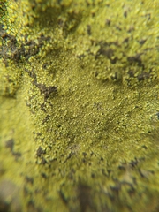 Chrysothrix candelaris