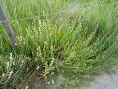 Baccharis spicata