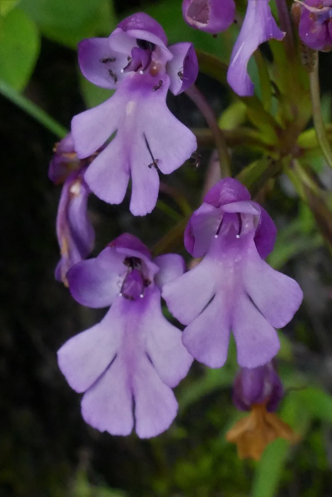 Cynorkis purpurascens