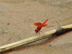 Brachythemis lacustris