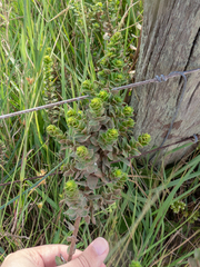 Ludwigia multinervia