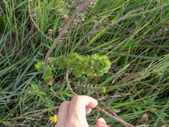 Ludwigia multinervia