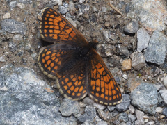 Melitaea varia