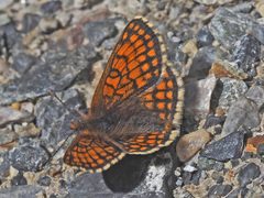Melitaea varia