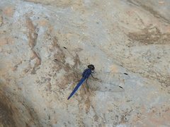 Trithemis pruinata