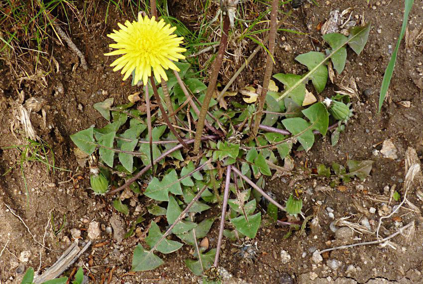Taraxacum monochlamydeum