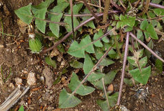 Taraxacum monochlamydeum