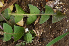 Taraxacum monochlamydeum