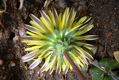 Taraxacum monochlamydeum