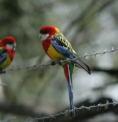 Platycercus eximius diemenensis