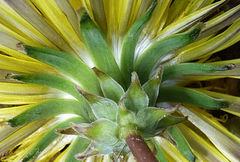 Taraxacum monochlamydeum