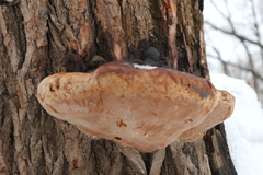 Phellinus igniarius
